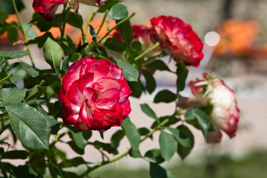 Гостиница Ривьера Севастополь-41